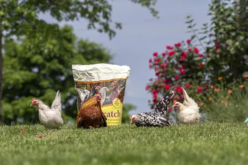 Vista 2 de Manna Pro Ultimate Chicken Scratch Feed, Alimento de Grano Nutritivo Rico en Nutrientes para Pollos y Aves de Corral, Mezcla Natural Multigrano