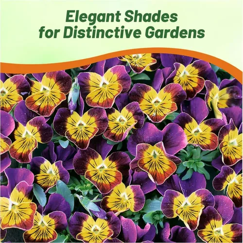 Vista 4 de Outsidepride Miniola Heart - Semillas de violetas moradas para plantar, 50 piezas anuales, compactas y aptas para polinizadores con flores moradas