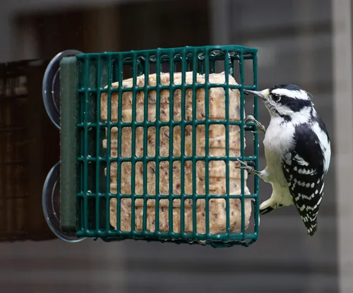 Vista 3 de Kettle Moraine Comedero para pájaros de pájaro carpintero para pastel de sebo individual para montaje