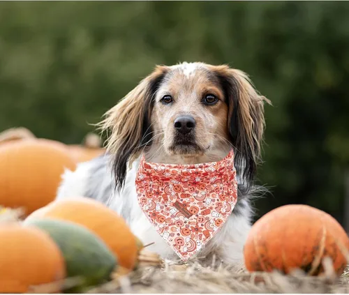 Vista 3 de Pañuelo de otoño para perro, 1 bufanda de Halloween para perro, bufandas para perros, bufanda para mascotas, pañuelo para mascotas, bufandas