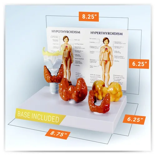 Vista 5 de GPI Anatomicals - Conjunto de modelos de tiroides, réplica con modelos de laringe y tiroides para la educación en anatomía y fisiología humana