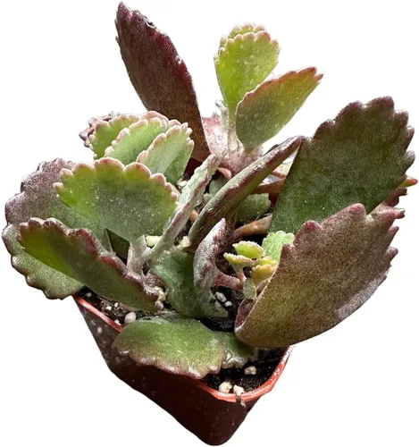 Vista 9 de Cactus vivo y plantas suculentas (maceta de 2 pulgadas Crassula Pubescens)