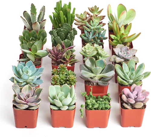 Vista 18 de Comprar Suculentas - Paquete a granel de colección de plantas suculentas, plantas suculentas mini vivas, fácil cuidado, plantas