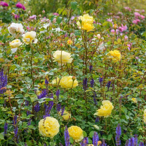 Vista 7 de Heirloom Roses David Austin Rose Bush - Planta amarilla viva de la esposa del poeta para plantar al aire libre