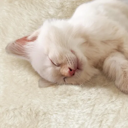 Vista 8 de YAHEETECH - Torre para gatos de 55 pulgadas, con varios niveles y una rampa completa cubierta de cuerda de sisal para ayudar a la relajación u