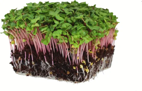 Semillas de brotes de rábano y microgreens – Variedad de flecha roja – 1 libra – Sin OMG, reliquia – Brotes de rábano picantes de rápido crecimiento