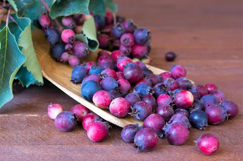20 Seeds Saskatoon SERVICEBERRY aka Western, Pacific, Juneberry, Shadbush Amelanchier Alnifolia Native Edible Purple Berry Fruit White Flower Shrub