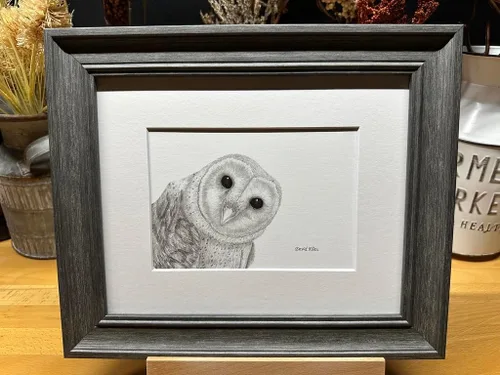 Barn Owl Bird Nature Wildlife Graphite Pencil Art Sketch Drawing Print Picture Limited Edition ~ Titled 'Shadow Play' by David Allen (8x10 Gray