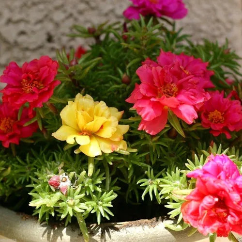 Vista 2 de Portulaca Moss Rose (Sundial Mix 5,000 semillas) Ideal en contenedor, fácil de cultivar