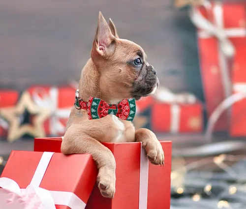 Vista 5 de DOGWONG Collar de Navidad para perro con pajarita, collar de perro de copo de nieve con tira roja y verde, suave, duradero, ajustable, de algodón