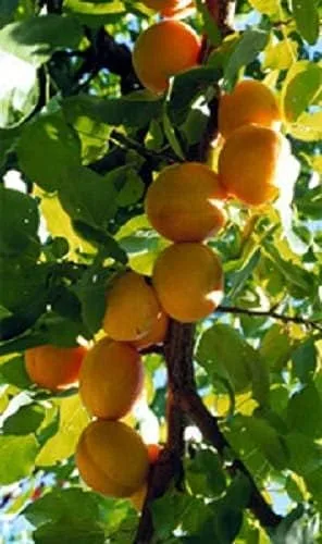 5 MANCHURIAN Albaricoque Frutal Floración Prunus Mandshurica (LSL)* Peine S/H