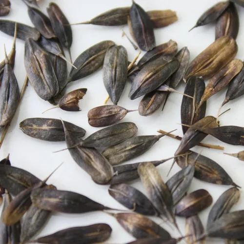Vista 5 de Woad Seeds (Isatis tinctoria) Más de 20 semillas de hierbas medicinales de plantas de tinte raro en cápsulas de semillas congeladas para The