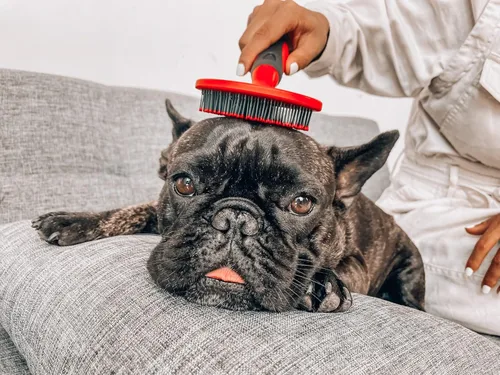 Vista 7 de Tuff Pupper Cepillo suave de cerdas redondas para perros y gatos Aseo suave para cabello corto o largo Herramienta de pasador suave para piel