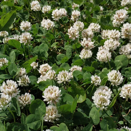 Vista 5 de Outsidepride Semilla de trébol holandés blanco perenne con semilla de trébol pequeño, 5 libras, semillas de trébol inoculadas nitrocubiertas