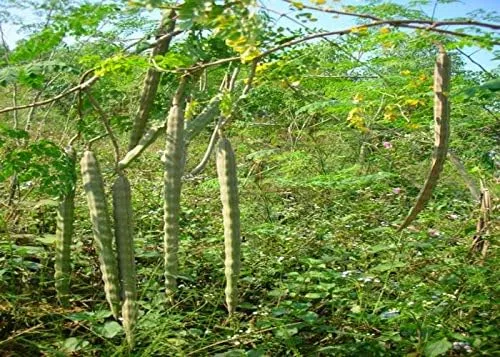 Vista 2 de 25 semillas del árbol de la vida - El árbol de Moringa fácil de cultivar, árbol de crecimiento rápido