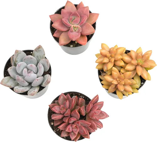 Vista 7 de Altman Plants Desert Fire - Paquete de 4 suculentas vivas, mezcla de mini plantas suculentas, plantas vivas, mini suculentas, plantas
