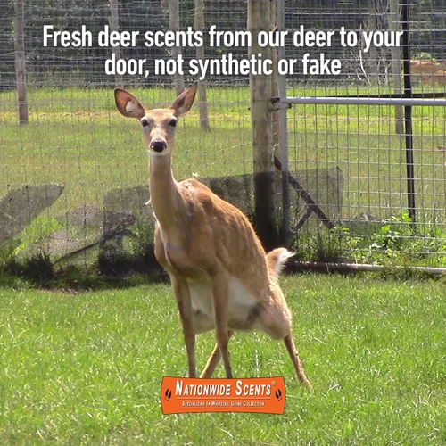 Vista 3 de Nationwide Scents Certified Peak Doe Estrus Spray Doe in Heat Orine for Hunting Aromas y atractantes de ciervos