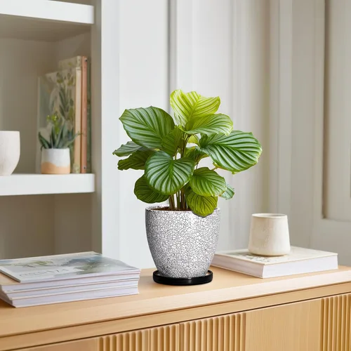 Vista 3 de Macetas de Cerámica EPFamily - Macetas de 6 Pulgadas para Plantas de Interior y Exterior, Maceta Redonda con Agujero de Drenaje y Platillo, Macetas