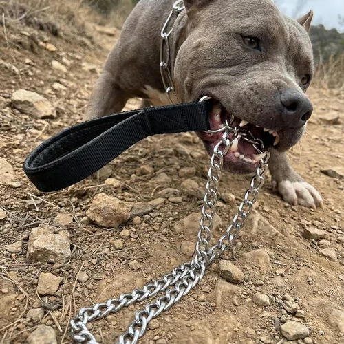 Vista 2 de CtopoGo Correa resistente para perro, correa de metal para perro con mango acolchado para perros grandes y medianos (4 pies x 0.118 in (0-80 libras))