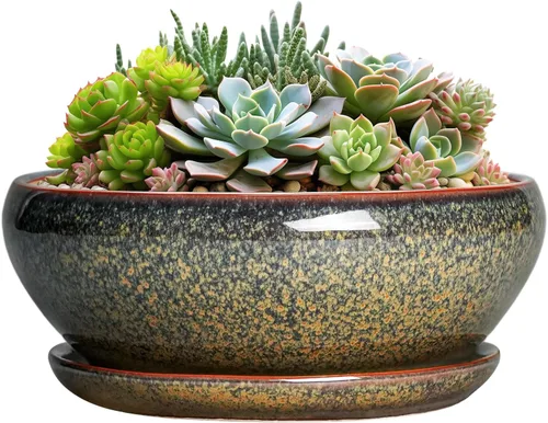 Vista 11 de SQOWL Macetas pequeñas para bonsái, macetas de cerámica de 6 pulgadas para suculentas, maceta poco profunda con orificio de drenaje y platillo