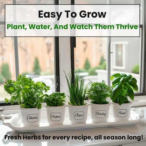 Vista 2 de Kit de semillas de 5 variedades de hierbas, orégano, cilantro, perejil, albahaca, cebollino