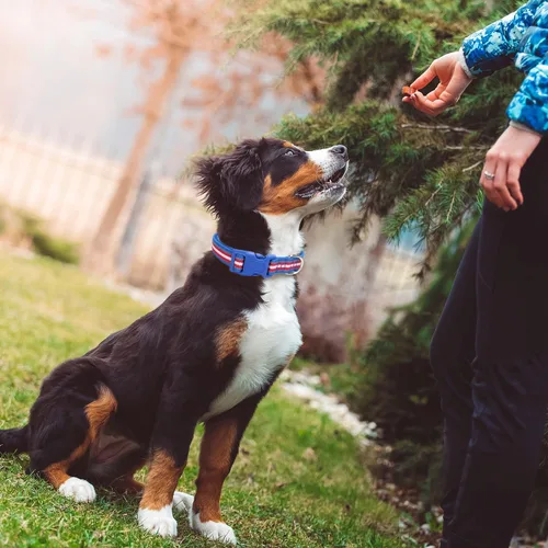 Vista 3 de TDTOK Collar de nailon reflectante para perro, bonito collar acolchado de neopreno suave para perros grandes, medianos y pequeños con hebilla