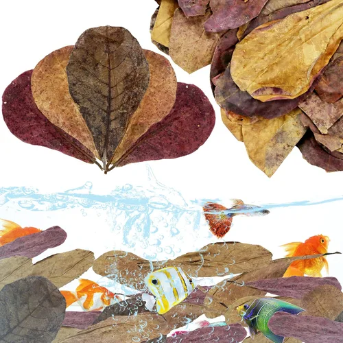 Vista 8 de LeonBach 50 piezas de catappa grande para peces, 5-8 pulgadas, 4.25 onzas de hojas de almendra india que crean un ambiente nativo, hojas de catappa