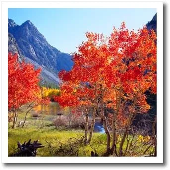 Danita Delimont – Otoño – USA, California, Sierra Nevada. Aspen Árboles en otoño en el Sierras. – Hierro Sobre transferencias de calor