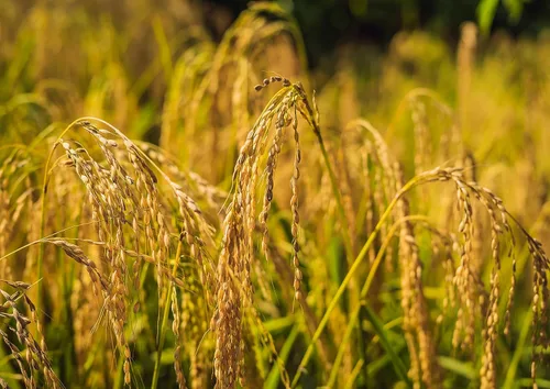 Vista 7 de Food to Live - Arroz Basmati integral orgánico certificado (puro, grano largo, sin OGM, a granel)