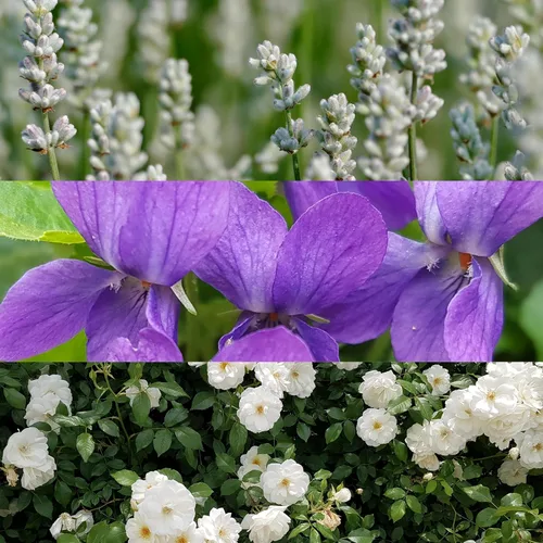 Vista 3 de Calvin Klein Obsession Eau de Parfum – Ambery – Perfume para mujer – con notas de mandarina, bergamota, jazmín y pachulí – Fragancia de larga