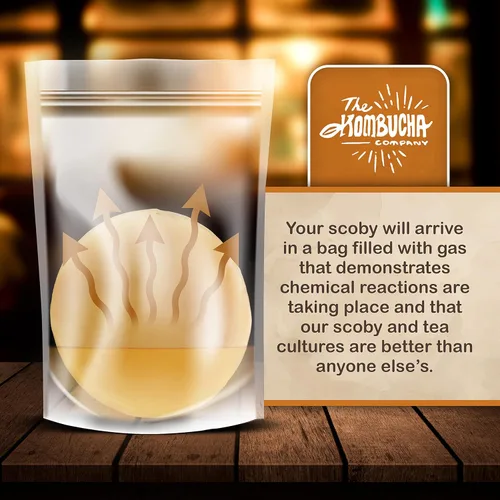 Vista 4 de Kombucha SCOBY Tamaño grande Madre Scoby de 5 pulgadas para una fácil preparación de bebidas Incluye 4 onzas de líquido de té Kombucha Starter
