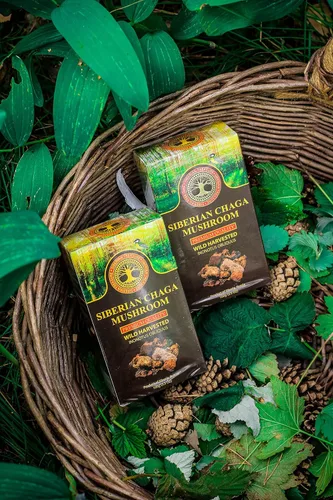 Vista 2 de Trozos de hongos chaga siberianos, calidad premium, cosechados silvestres, 3.53 oz (3.5 onzas)