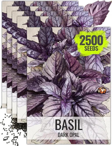 Vista 16 de Seed Needs Sweet Genovese - Semillas de albahaca para plantar, semillas de hierbas culinarias sin OMG y sin tratar para plantar un jardín de cocina