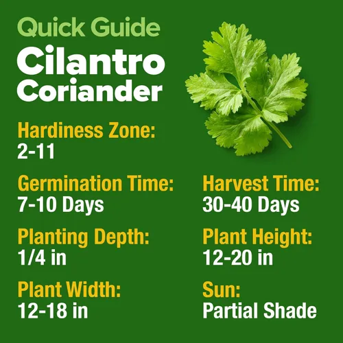 Vista 5 de HOME GROWN Más de 1000 semillas de cilantro para plantar en interiores o exteriores, hierbas tradicionales sin OMG, semillas de plantas de cilantro