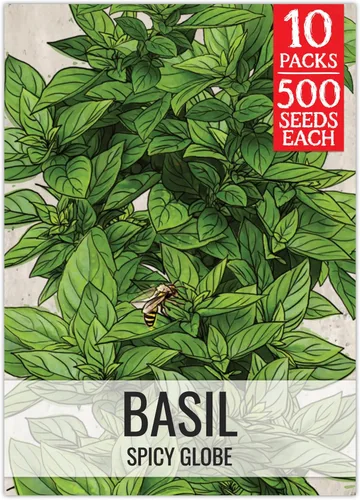 Vista 42 de Seed Needs Sweet Genovese - Semillas de albahaca para plantar, semillas de hierbas culinarias sin OMG y sin tratar para plantar un jardín de cocina