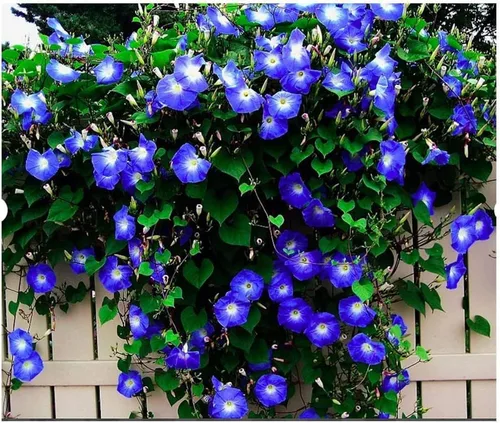 Vista 2 de Morning Glory - Semillas de vid trepadoras para plantar, 100 semillas por paquete (rojo)