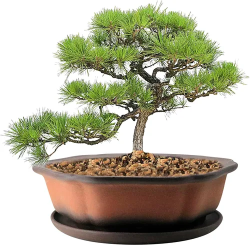 MUZHI Maceta de barro para bonsái con forma de flor sin esmaltar de 7.5 pulgadas con platillo de cerámica, maceta de terracota poco profunda