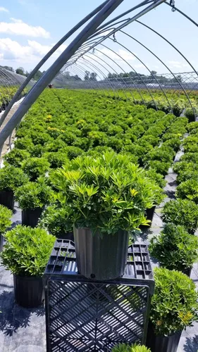 Vista 4 de Pieris jap. 'Cavatine' (Cavatine Dwarf Andromeda) Evergreen, #2 - Contenedor