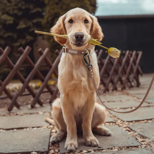 Vista 7 de Wolfone - Collar impermeable para perros con hebilla de liberación rápida, collar ajustable lindo para perros, cómodo, resistente, duradero, a