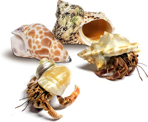 Vista 14 de 1 cangrejos ermitaños vivo, cangrejo de tierra de pincher púrpura