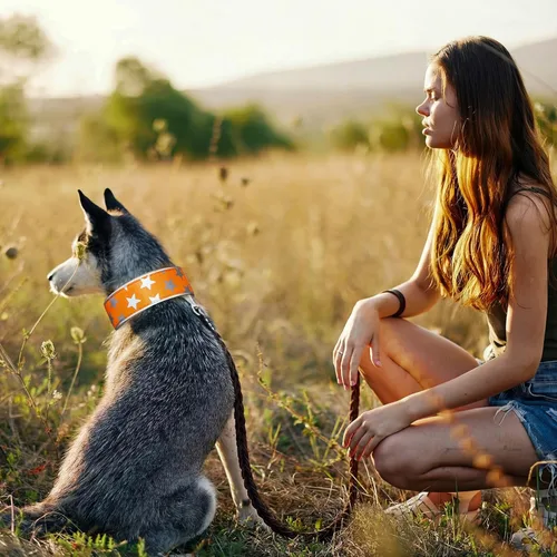 Vista 6 de Paterr 2 collares reflectantes para perro, ajustables de alta visibilidad, con cierre de liberación rápida, cómodos accesorios para pasear perros