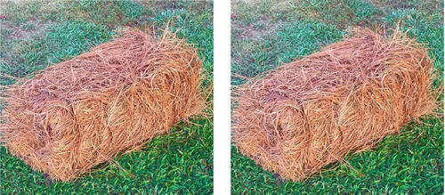 Paja de pino de EE. UU., mantillo de aguja de pino de primera calidad (mantillo de aguja de pino, cubre 65-80 pies cuadrados, 2 juegos)