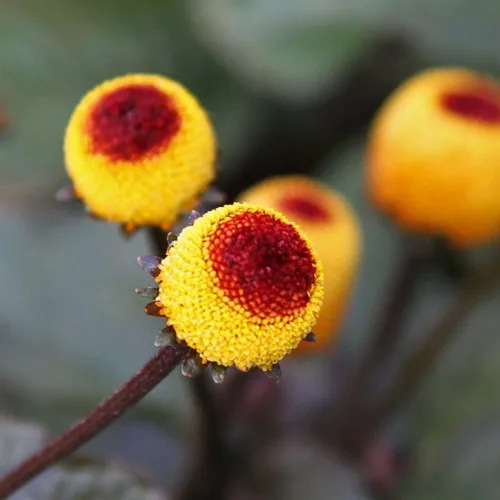 Vista 8 de Bulls Eye Toothache Plant Seeds (Spilanthes acmella) Cápsula de semillas congeladas de 40 semillas, planta semillas ahora + almacenamiento