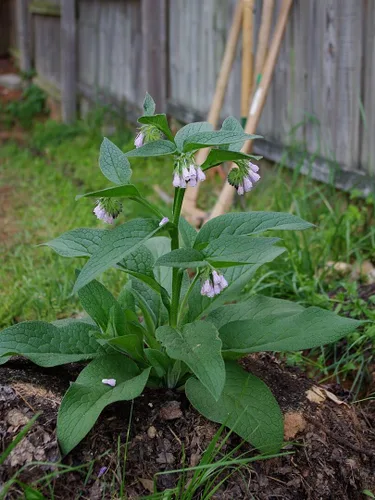 Vista 2 de Consuelda - Esquejes de corona - Bocking #4 (Symphytum × uplandicum) - Listo para plantar (Comphrey, knitbone) ¡Más fácil de cultivar! (1)