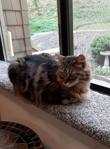 Vista 2 de Purrched Percha para ventana de gato (24 pulgadas)