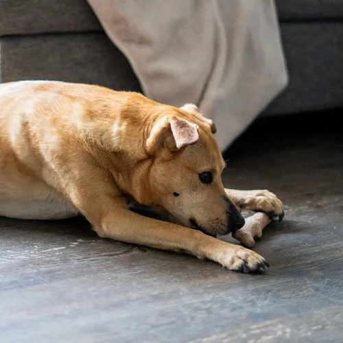 Vista 8 de Outward Hound Dogwood juguetes para masticar de madera duradera para perros, madera real y cáñamo calmante, paquete de 2, mediano