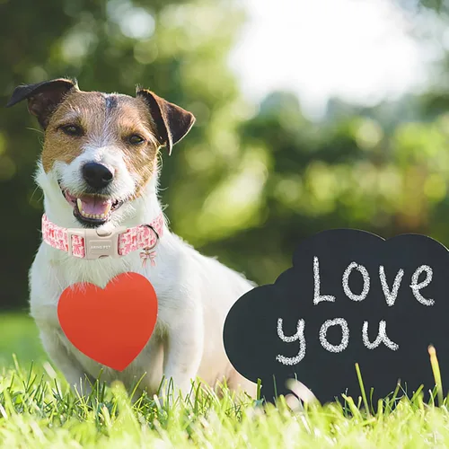 Vista 153 de Aring Pet Collar de algodón, ligero y ajustable, con hebilla de liberación rápida para perros pequeños, medianos y grandes, para cachorros, XS