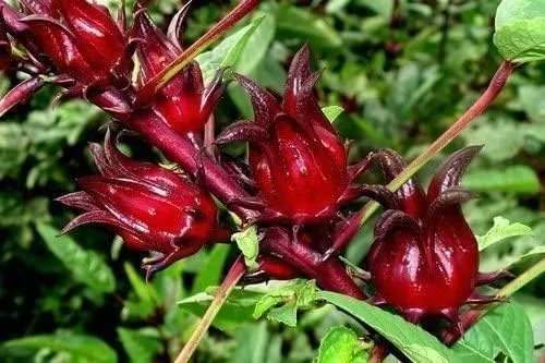 50 semillas de acedera jamaicana, arándano de Florida, roselle indio, hibisco sabdariffa