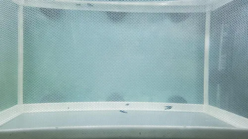 Vista 4 de Red grande para criadores de peces con ventosas, malla de nailon, caja de aislamiento para criadores de incubación, red de separación