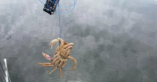 Vista 9 de AirFly Heavy Surf 6-Loop Crab Trap for Fishing Poles – Lead-Free, USA-Made, Premium Durable Loops – Ideal for Dungeness, Blue, Rock Crabs – Includes